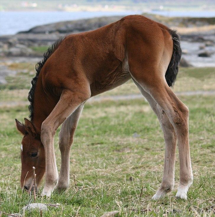 Shagya Araber (SH) Porsche billede 11