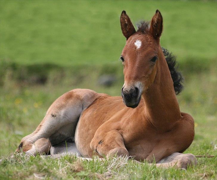 Shagya Araber (SH) Porsche billede 1