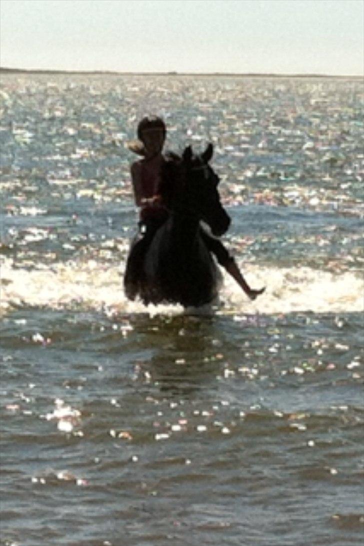 Anden særlig race Scarlet billede 1