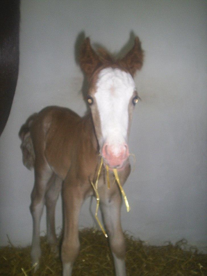 Welsh Cob (sec D) Vanmann´s Verdi - 2 dage gammel

Verdi født d.6/6-2011 billede 9