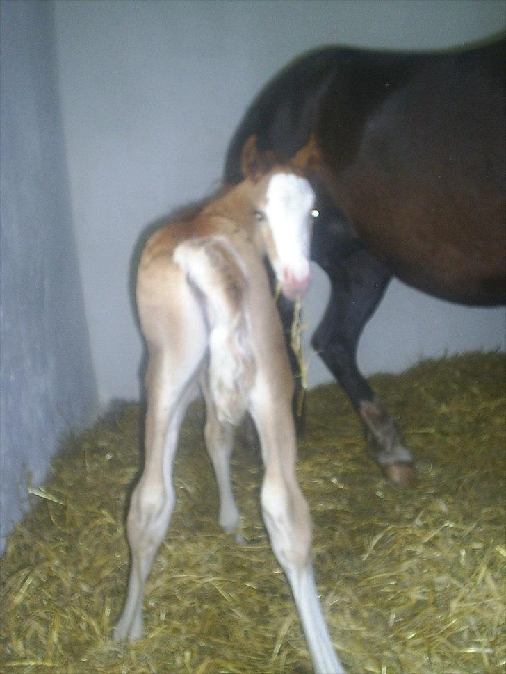 Welsh Cob (sec D) Vanmann´s Verdi - fra d. 8/6 2011 billede 2