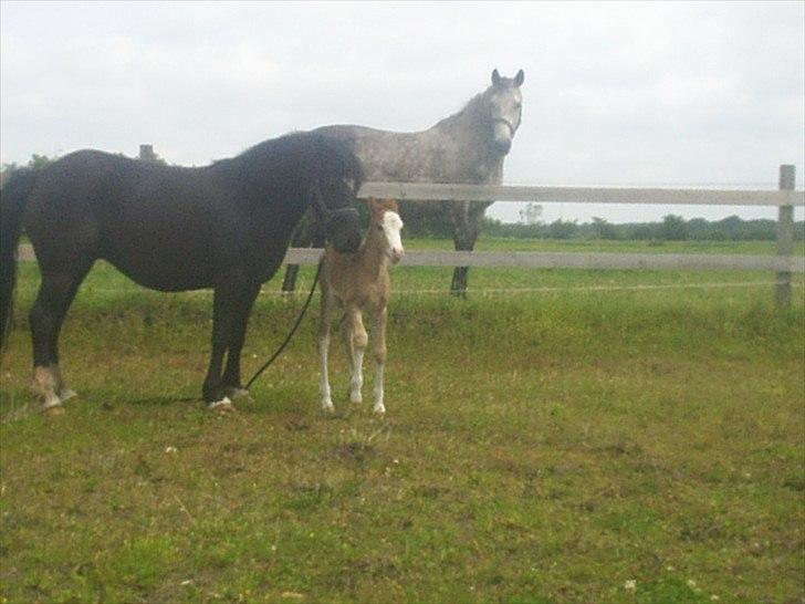 Welsh Cob (sec D) Vanmann´s Verdi billede 3