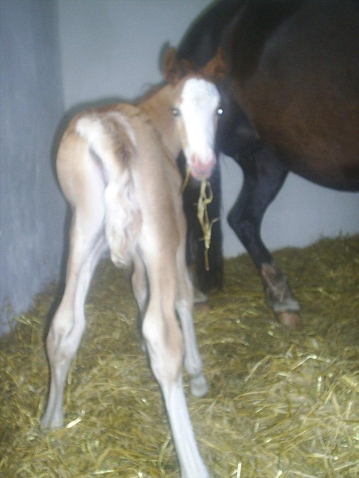 Welsh Cob (sec D) Vanmann´s Verdi billede 4