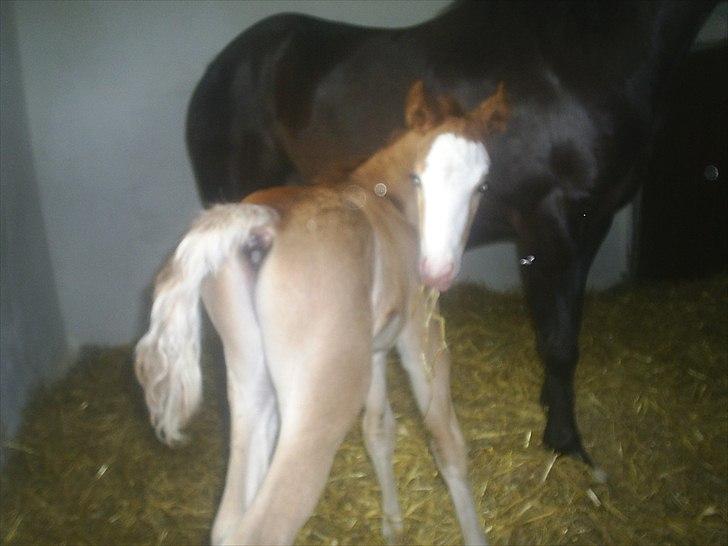 Welsh Cob (sec D) Vanmann´s Verdi billede 5