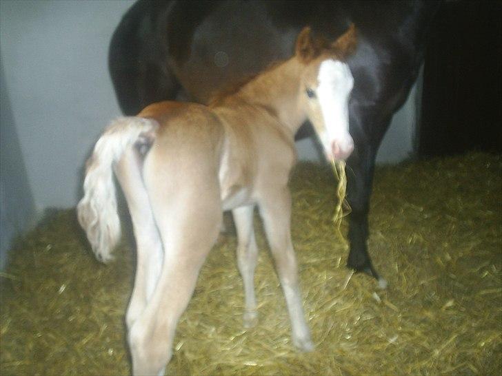 Welsh Cob (sec D) Vanmann´s Verdi billede 6