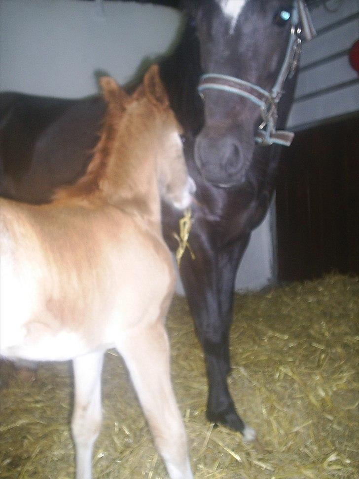 Welsh Cob (sec D) Vanmann´s Verdi billede 7