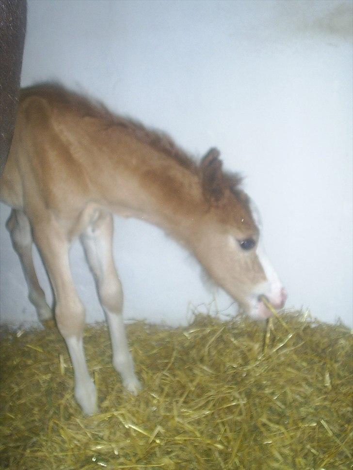 Welsh Cob (sec D) Vanmann´s Verdi billede 8
