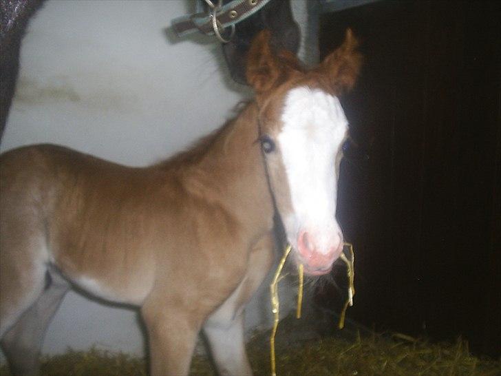 Welsh Cob (sec D) Vanmann´s Verdi billede 1