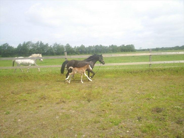 Welsh Cob (sec D) Vanmann´s Verdi billede 10