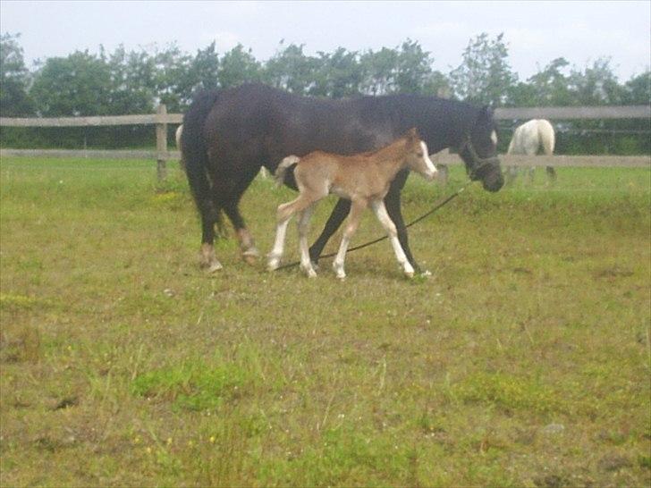 Welsh Cob (sec D) Vanmann´s Verdi billede 11
