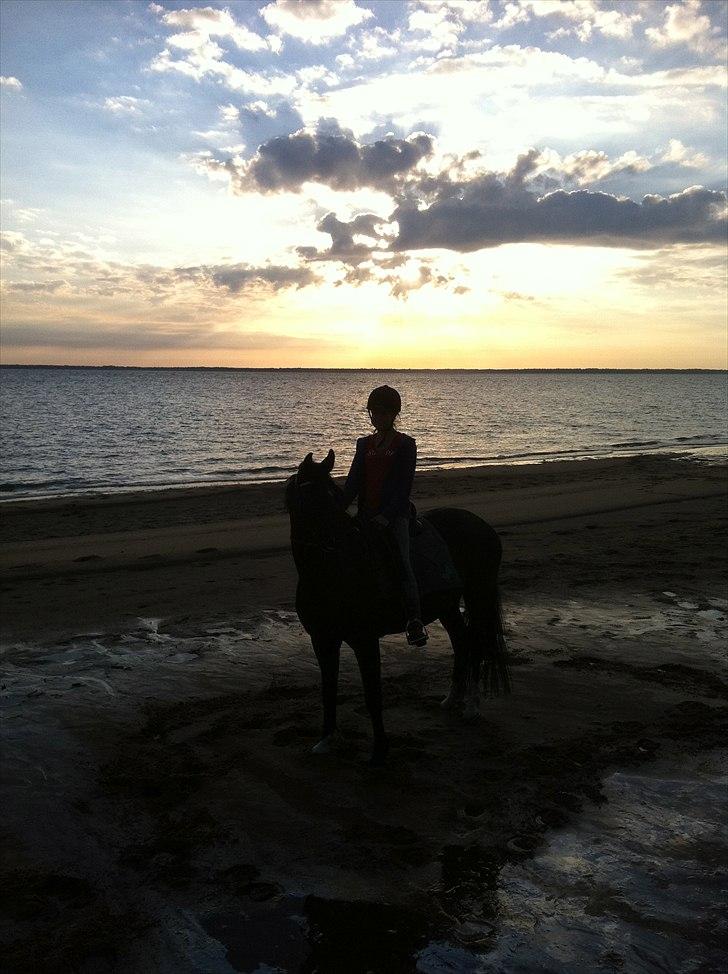 Anden særlig race Scarlet billede 2