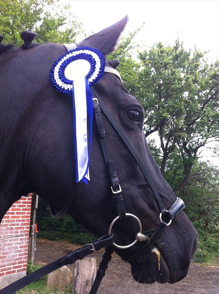 Anden særlig race Scarlet billede 3