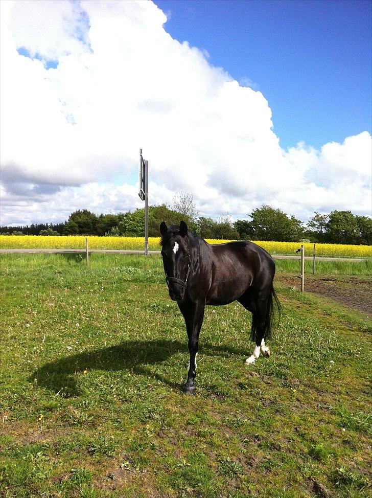 Anden særlig race Scarlet billede 4