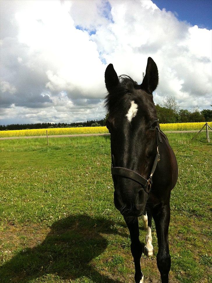 Anden særlig race Scarlet billede 5