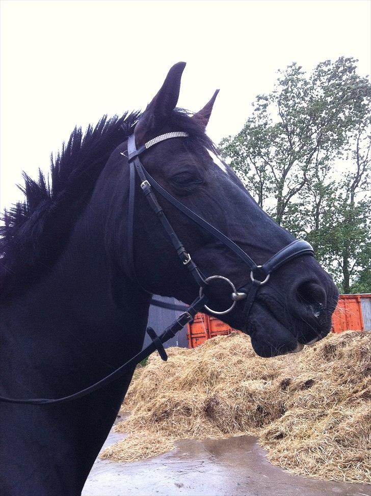 Anden særlig race Scarlet billede 6