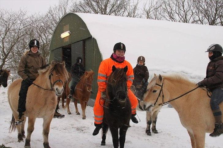 Islænder Fjóla - En ride tur i vinters, det endte med vi sad halvt fast i sne mængderne. billede 10