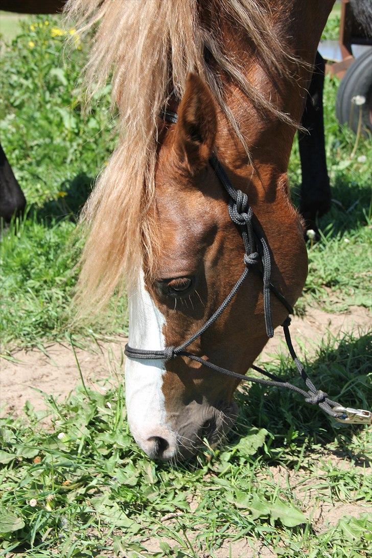 DSP Mo Cuishle  - Farvel.....(-; billede 8