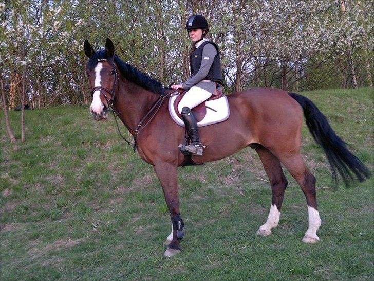 Dansk Varmblod Chamør billede 11