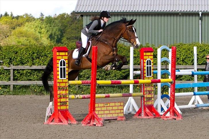 Dansk Varmblod Chamør billede 12