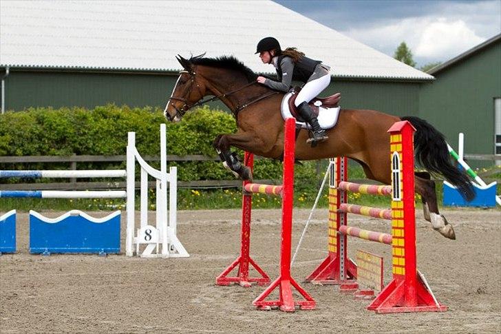 Dansk Varmblod Chamør billede 13