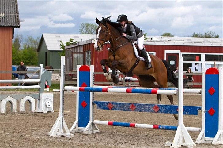 Dansk Varmblod Chamør billede 14