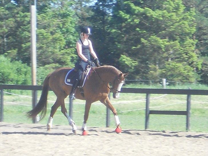 Dansk Varmblod GRØNTANG DIVA billede 7