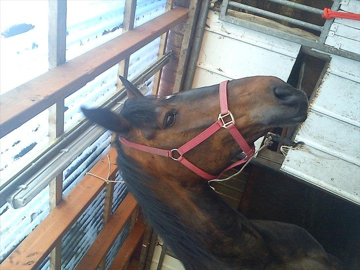 Anden særlig race Ronja billede 3