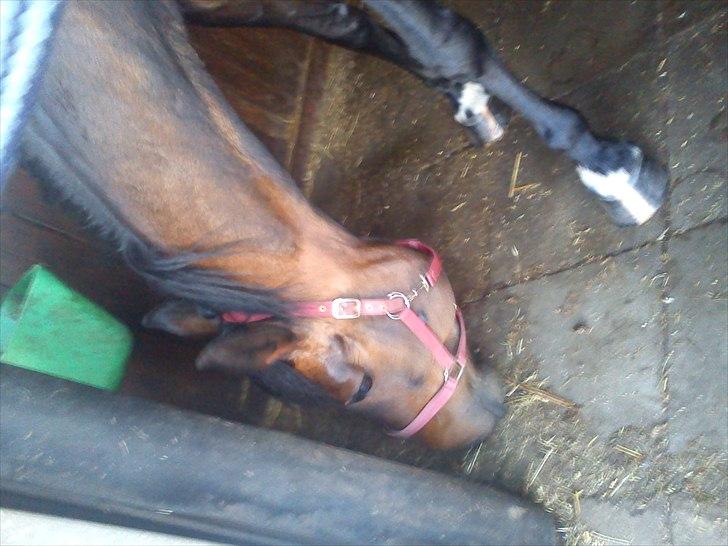 Anden særlig race Ronja billede 4