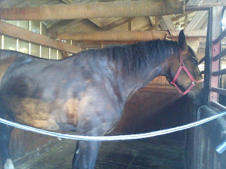 Anden særlig race Ronja billede 5