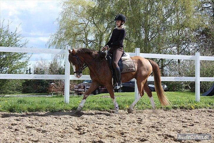 Welsh Pony (sec B) Korreborgs Verdi *SAVNET* <3 - I sommer 2010 -Hver gang jeg får en tårer på kinden, et stik i hjertet.. tænker jeg på dig..
   Foto: Helene billede 16