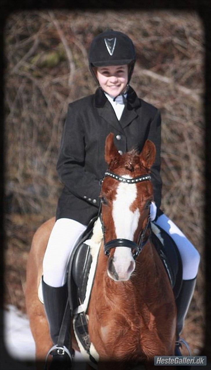 Welsh Pony (sec B) Korreborgs Verdi *SAVNET* <3 - Du var den der gjorde mit liv vær at leve billede 17