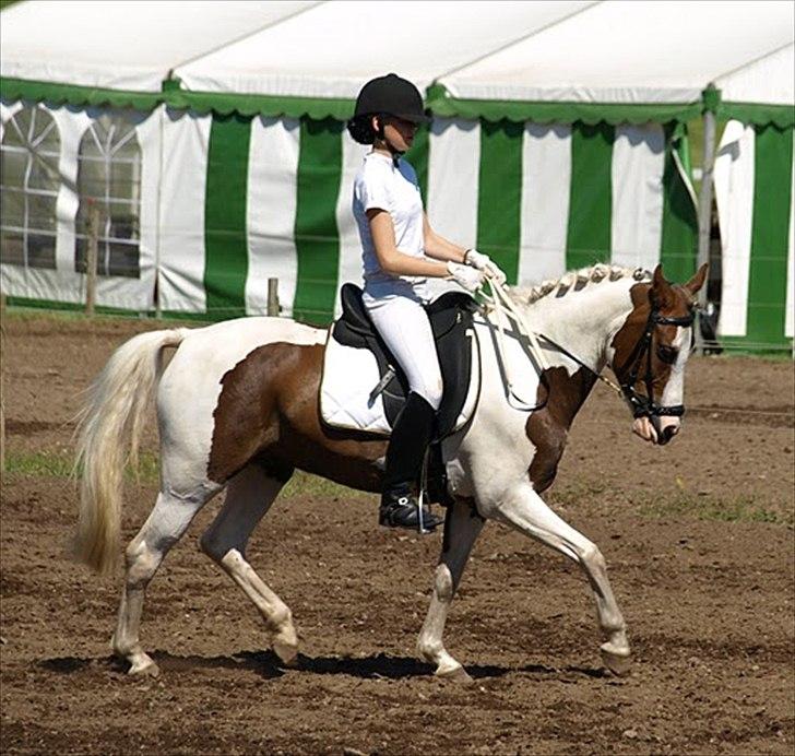 Anden særlig race Sunflower - B-PONY - Morsø 2011 - Mia Bach billede 4