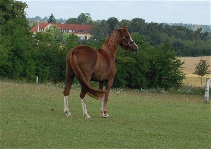 Welsh Pony (sec B) Korreborgs Verdi *SAVNET* <3 - (NYT) Jeg fandt guldet for enden af regnbuen - og mere endnu! :´(! Foto Helene billede 18