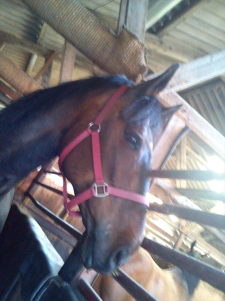 Anden særlig race Ronja billede 1