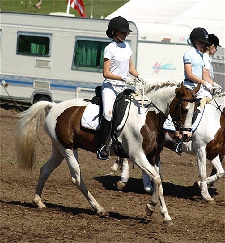 Anden særlig race Sunflower - B-PONY - Morsø 2011 - Mia Bach
 billede 9
