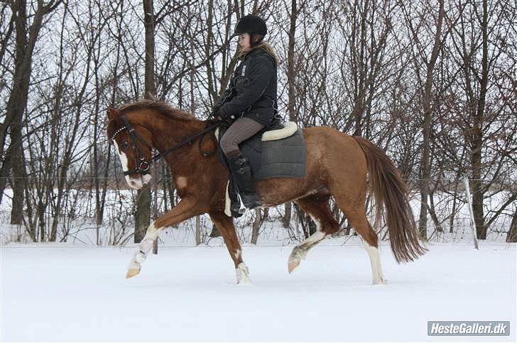 Welsh Pony (sec B) Korreborgs Verdi *SAVNET* <3 - (NYT) En uforglemmelig tur!

- I wish that you were here or that I were there, or that we were together anywhere billede 9