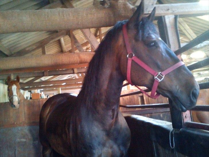 Anden særlig race Ronja billede 2