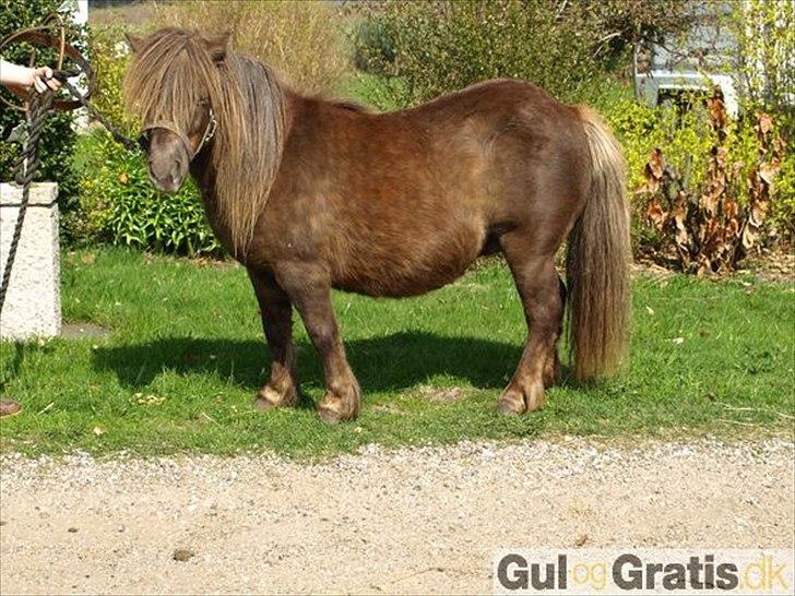 Shetlænder Mosbækmindes Tonja. SOLGT! billede 7