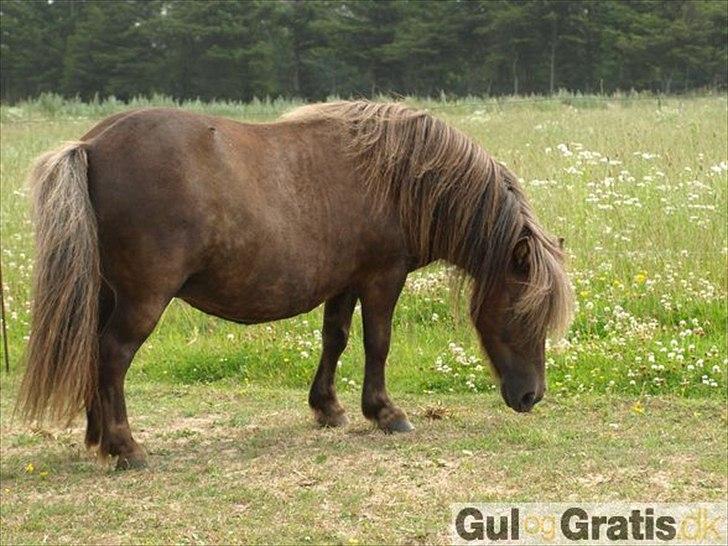Shetlænder Mosbækmindes Tonja. SOLGT! billede 8