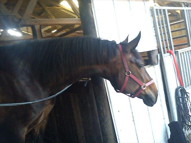 Anden særlig race Ronja billede 6