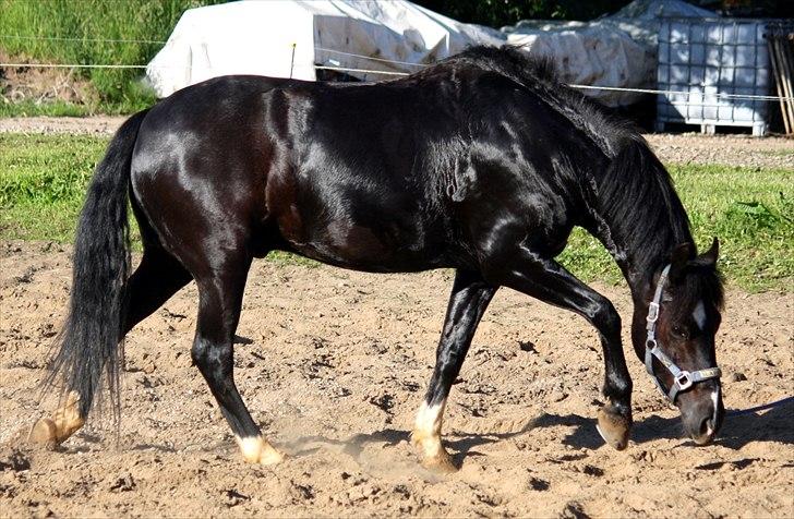 Anden særlig race Arkiball <3 - Smukke Arkiball :D Fotograf: Marí Foto© billede 5