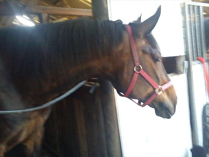 Anden særlig race Ronja billede 7