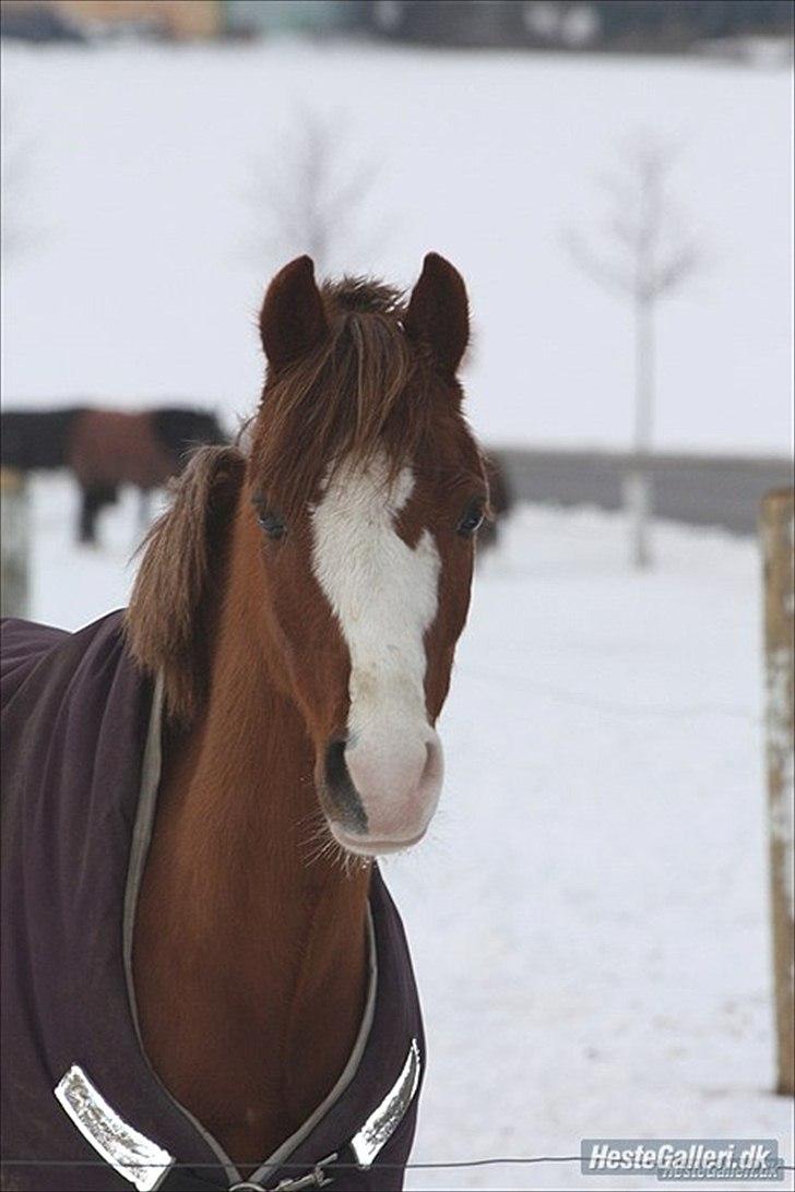 Welsh Pony (sec B) Korreborgs Verdi *SAVNET* <3 - Åhh, denne sang minder mig vinteren 2010, http://www.youtube.com/watch?v=o1NCmDYeymo&feature=autoplay&list=PL54784EC82E54FB3E&playnext=1
Bare det hele var et mararidt at du stadig var her så jeg ikke længere skulle græde mig selv i søvn! - Foto Michala billede 2