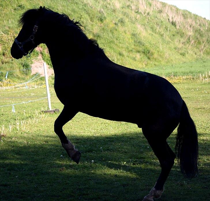 Anden særlig race Arkiball <3 - Vilde pony!! :D <3 Fotograf: Marí Foto© billede 11