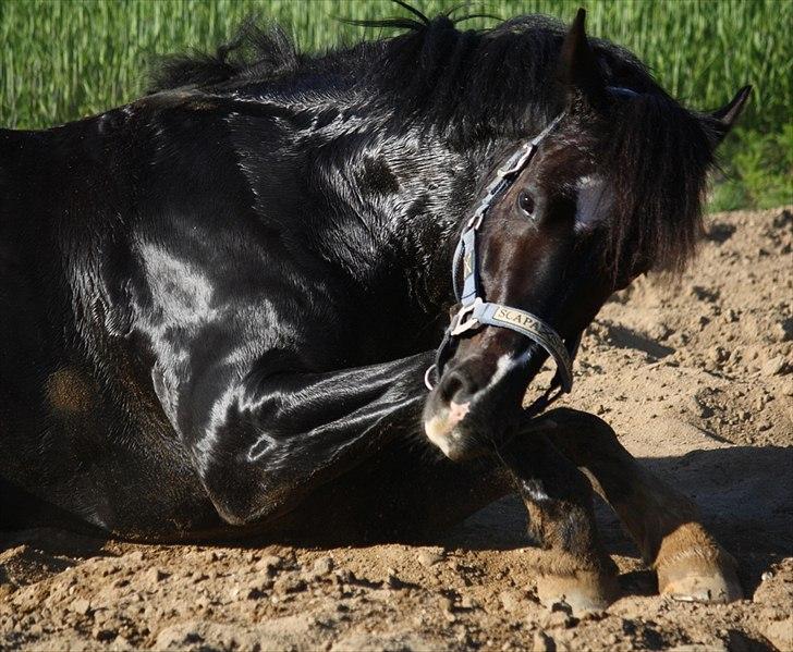 Anden særlig race Arkiball <3 - Fotograf: Marí Foto© billede 14