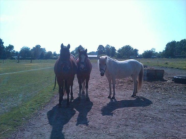 Islænder Elfa fra Katulabo - Elfa og hendes to bedste venner Sofus og Jaques ;) billede 3