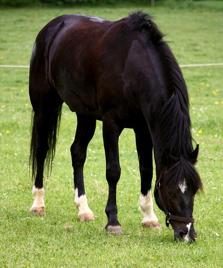 Anden særlig race Arkiball <3 - Fotograf: Marí Foto© billede 19