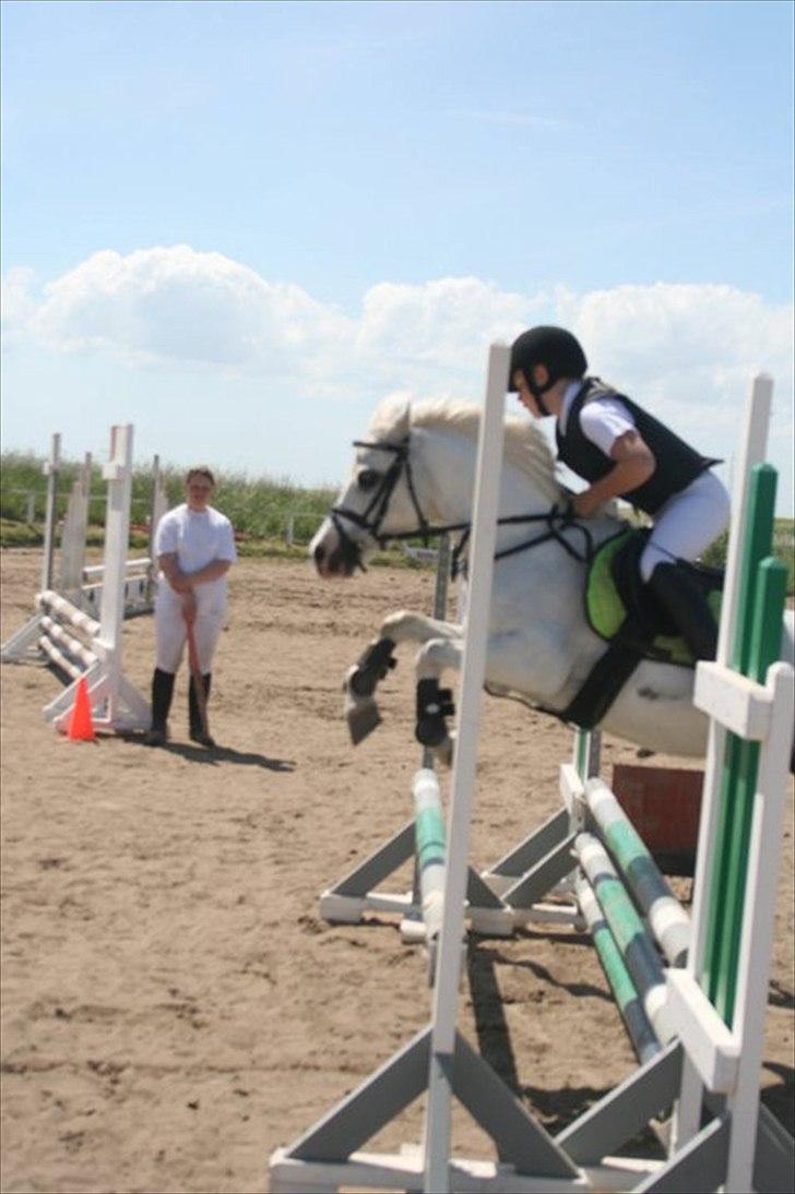 Welsh Mountain (sec A) Fakla Admiral  ;(solgt): billede 15