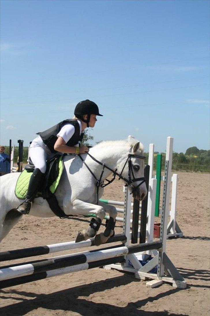 Welsh Mountain (sec A) Fakla Admiral  ;(solgt): billede 16