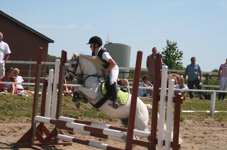 Welsh Mountain (sec A) Fakla Admiral  ;(solgt): billede 17